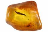 Detailed Fossil Plant Leaf (Gymnosperm) In Baltic Amber #93870-1